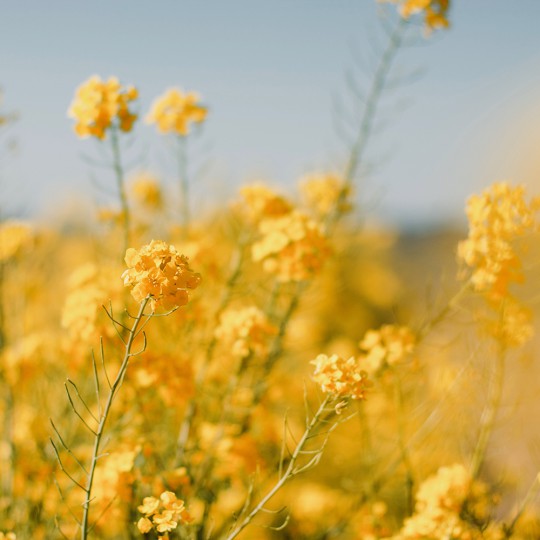 菜の花